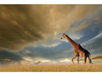 Giraffe kép