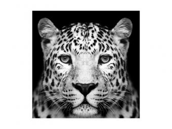 Panther kép